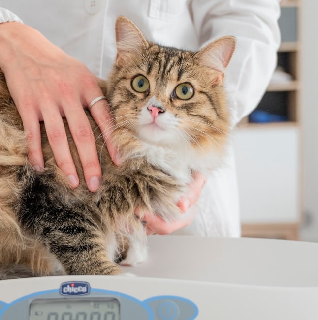 Faqs domande frequenti, gatto, Nutribanu, dott.ssa Conti